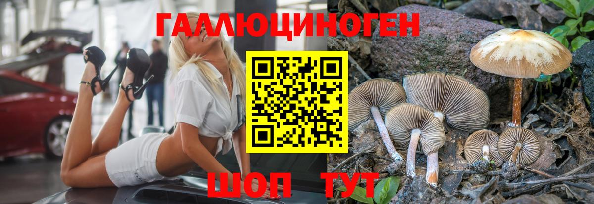 Псилоцибиновые грибы Psilocybe Будённовск