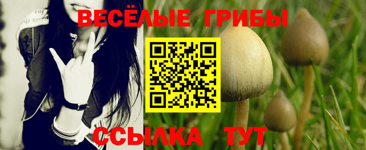 Псилоцибиновые грибы Psilocybine cubensis  Галлюциногенные грибы GOLDEN TEACHER  Будённовск  Вход с VPN 
